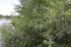 Salix gmelinii