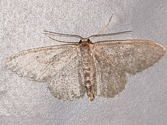Idaea subsericeata
