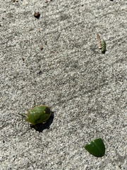 Chlorochroa