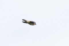 Stelgidopteryx ruficollis