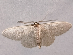 Idaea subsericeata