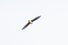 Stelgidopteryx ruficollis