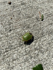 Chlorochroa