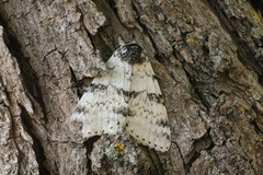 Catocala relicta
