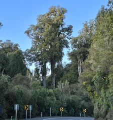 Dacrycarpus dacrydioides