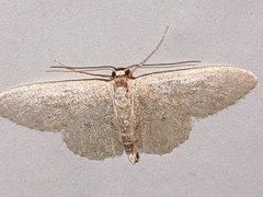 Idaea subsericeata