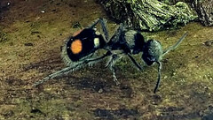 Hoplomutilla