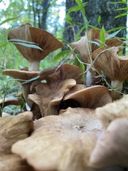 Desarmillaria