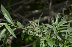 Salix gmelinii