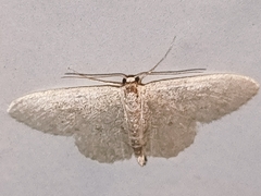 Idaea subsericeata