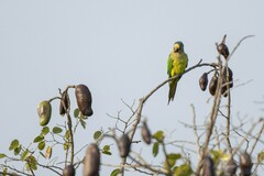 Eupsittula aurea