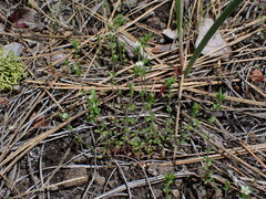 Arenaria