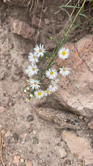 Symphyotrichum pilosum