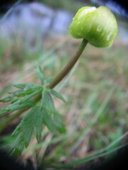 Trollius europaeus