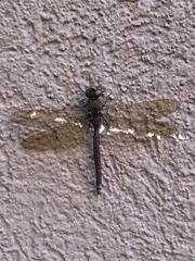 Aeshna umbrosa