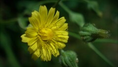 Crepis capillaris