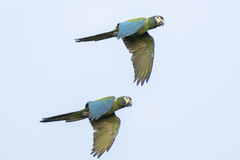 Primolius auricollis