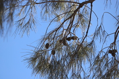 Allocasuarina decaisneana