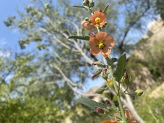 Macrotera