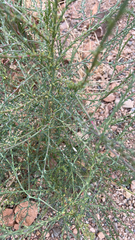Salsola