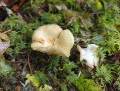 Russula crassotunicata