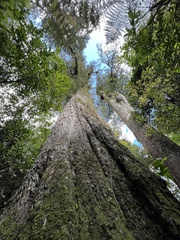 Dacrycarpus dacrydioides