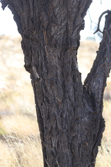 Allocasuarina decaisneana