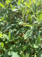 Agapostemon melliventris