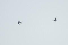 Patagioenas