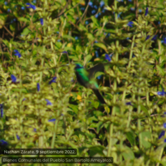 Colibri thalassinus