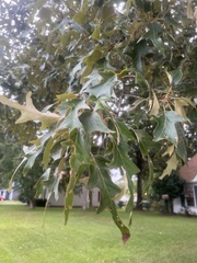 Quercus falcata