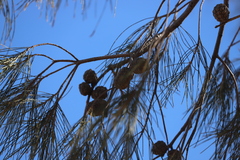 Allocasuarina decaisneana