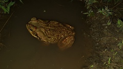 Rhinella diptycha