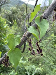 Dioscorea