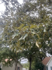 Quercus falcata