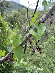 Dioscorea