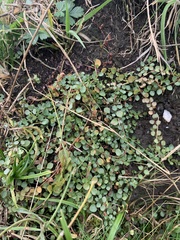 Lysimachia tenella