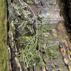 Dacrycarpus dacrydioides