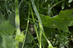 Cenolophium denudatum