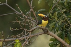 Pteroglossus inscriptus