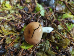 Russula mordax