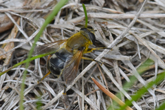 Polydontomyia curvipes