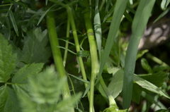 Cenolophium denudatum