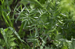 Cenolophium denudatum