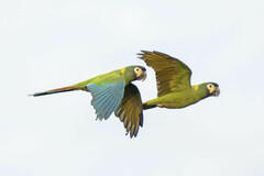 Primolius auricollis