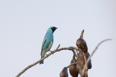 Tersina viridis
