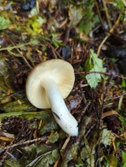 Russula mordax