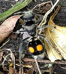 Hoplomutilla