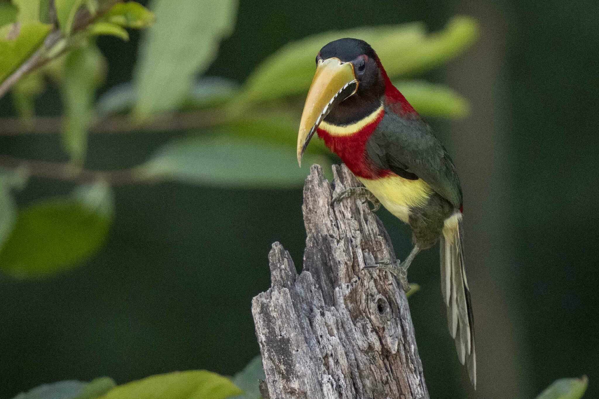 Red-necked Aracari (Pteroglossus bitorquatus), photo 8