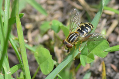 Anasimyia